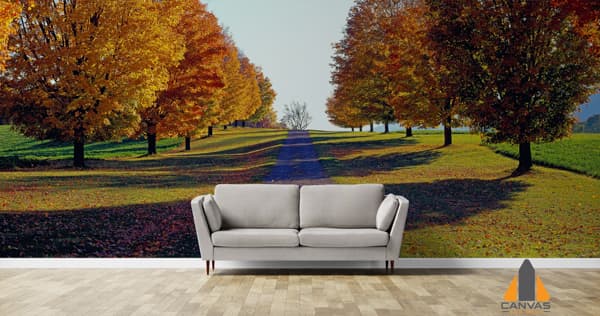 Maple Trees