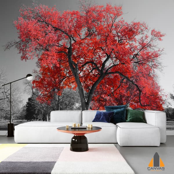 Acer rubrum