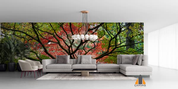 Japanese Maple
