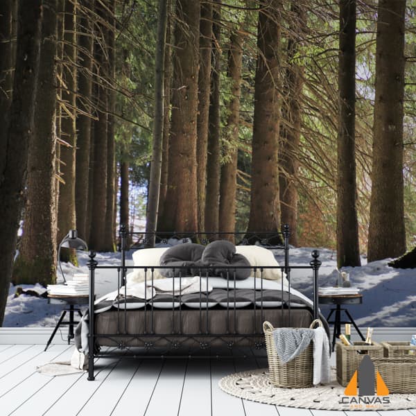 forest-6382587