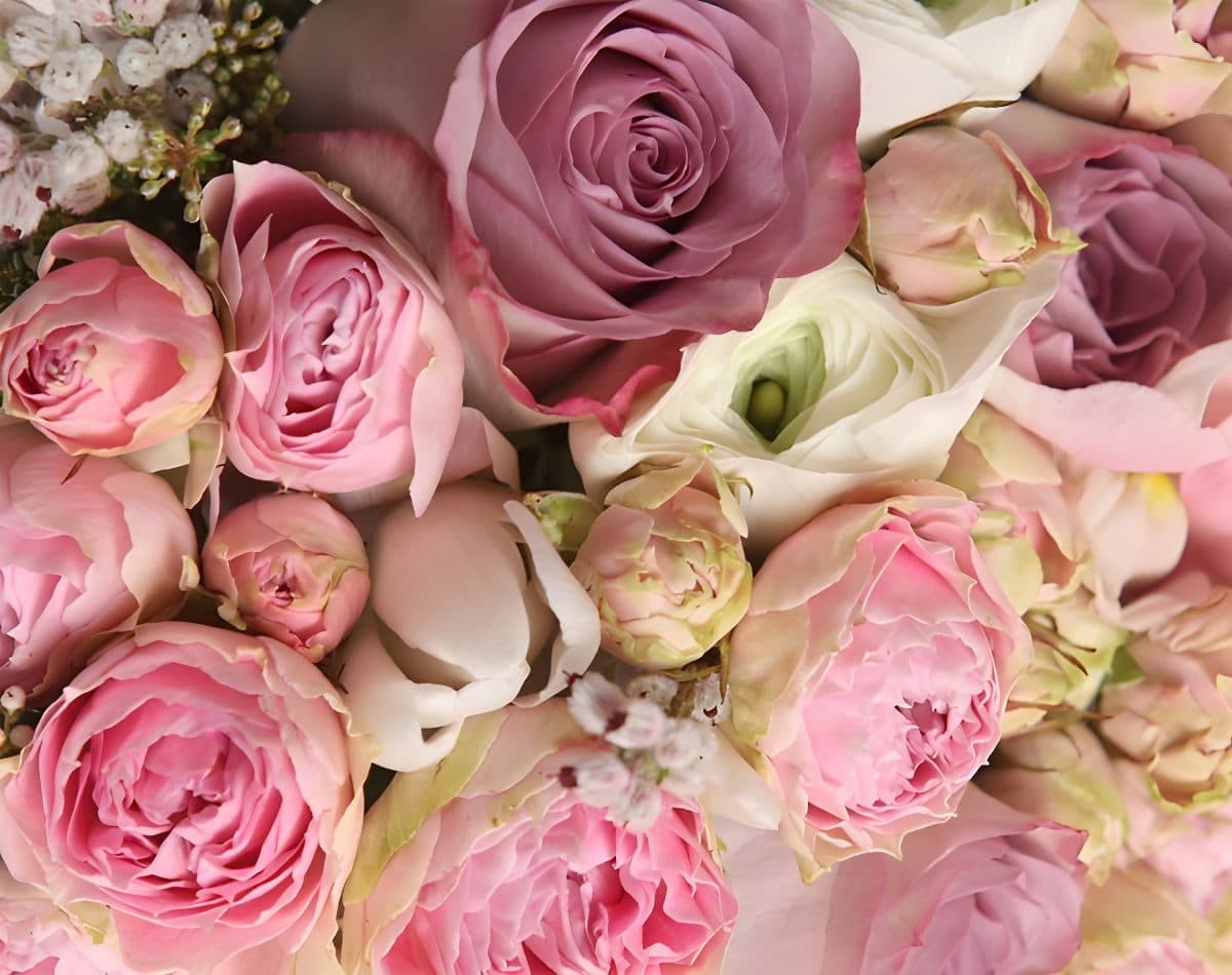 Close-up of a pink rose bouquet, a beautiful wallpaper or canvas print design.