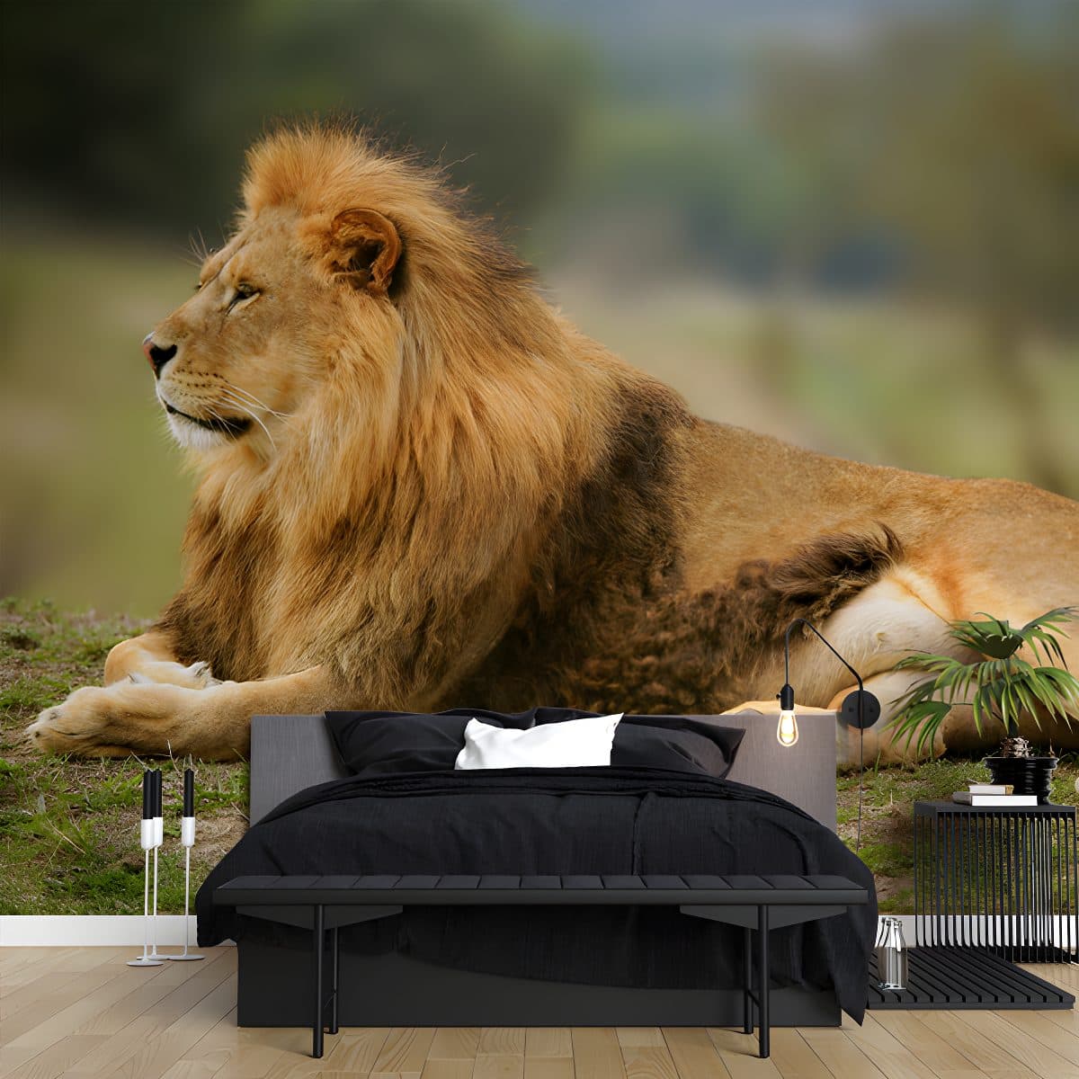 Lion Wallpaper