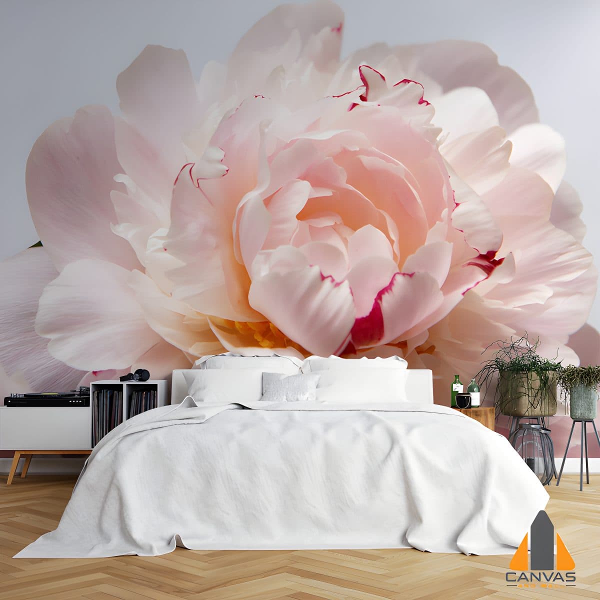 Closeup Peony on white BG