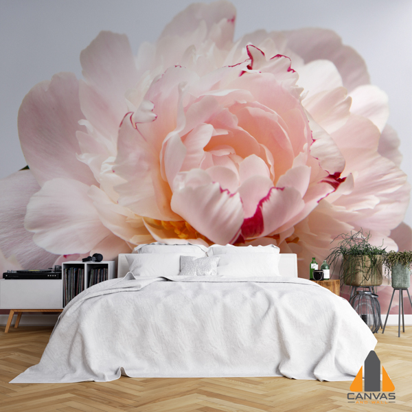 Closeup Peony on white BG