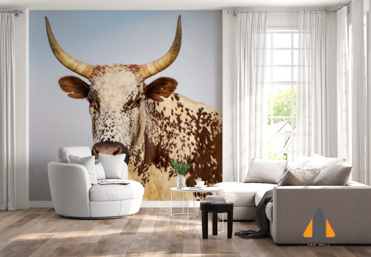 Nguni Cattle Stare